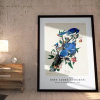 John James Audubon - Blue Jay from Birds of America (1827)