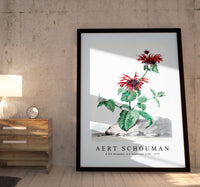 
              aert schouman - A Red Bergamot in a Landscape-1705-1775
            