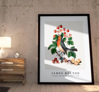 
              James Bolton - European robin and wild strawberry 1768
            