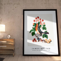 James Bolton - European robin and wild strawberry 1768