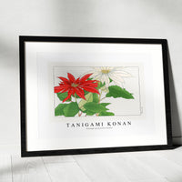 Tanigami Konan - Vintage poinsettia flower