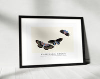 
              Kamisaka Sekka - Japanese butterfly (One Thousand Butterflies) - 1904 (5)
            