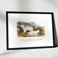 John Woodhouse Audubon - Rocky Mountain Goat (Capra Americana) from the viviparous quadrupeds of North America (1845)