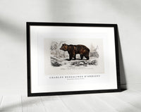 
              Charles Dessalines D'Orbigny - Brown Bear (Ursus Arctos)
            