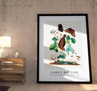 
              James Bolton - House wren and eggs, Peacock butterflies 1768
            