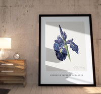 
              Georgius Jacobus Johannes - Iris
            