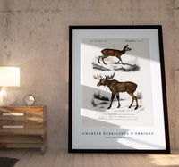 
              Charles Dessalines D'Orbigny - Alces alces and Moschus
            