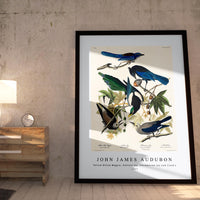John James Audubon - Yellow-Billed Magpie, Stellers Jay, Ultramarine Jay and Clark's Crow from Birds of America (1827)