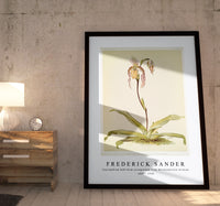 
              Frederick Sander - Cypripedium hybridum youngianum from Reichenbachia Orchids-1847-1920
            
