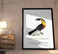 
              Saverio Manetti - Tucana Piperivora (Mangiapepe Toucan) 1723-1785
            