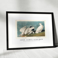 John James Audubon - American Ptarmigan and White-tailed Grous from Birds of America (1827)