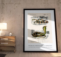 
              Charles Dessalines D'Orbigny - Coral Snake (Elaps Corallinus) and Egyptian Cobra (Naja Hoje)
            