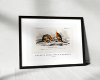 
              Charles Dessalines D'Orbigny - Macropus
            