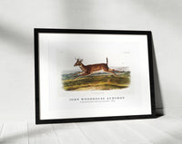 
              John woodhouse Audubon - Long-tailed Deer (Cervus leucurus) from the viviparous quadrupeds of North America (1845)
            