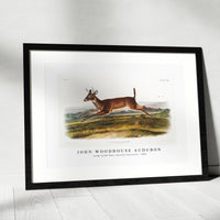 John woodhouse Audubon - Long-tailed Deer (Cervus leucurus) from the viviparous quadrupeds of North America (1845)