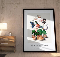 
              James botlon - Crimson topaz hummingbird, Cyclamen, Red Postman and shells 1768
            