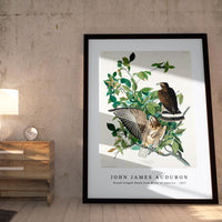 John James Audubon - Broad-winged Hawk from Birds of America (1827)