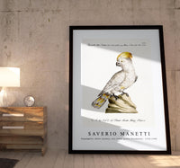 
              Saverio Manetti - Pappagallo, detto cacatua, con cresta gialla (Cockatoo) 1723-1785
            