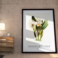 Frederick Sander - Cattleya eldorado crocata from Reichenbachia Orchids-1847-1920