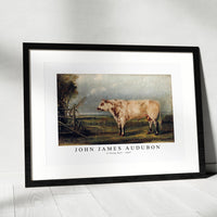 John James Audubon - A Young Bull (ca. 1849)