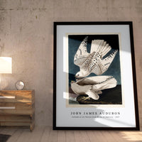John James Audubon - Iceland or Jer Falcon from Birds of America (1827)