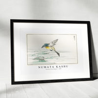 Numata Kashu - Eastern Grey Wagtail illustration from Pictorial Monograph of Birds (1885)