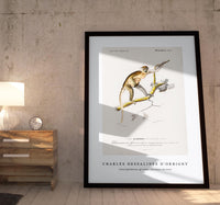 
              Charles Dessalines D'Orbigny - Cercopithecus griseus (Guenon Grivet)
            