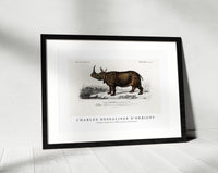 
              Charles Dessalines D'Orbigny - Indian rhinoceros (Rhinoceros unicornis)
            