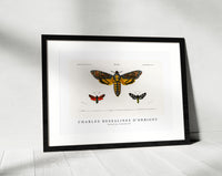 
              Charles Dessalines D'Orbigny - Collection of moths (2)
            