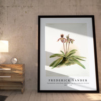 Frederick Sander - Cypripedium oenanthum superbum from Reichenbachia Orchids-1847-1920