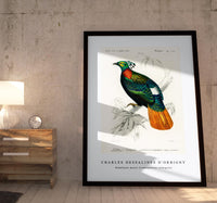 
              Charles Dessalines D'Orbigny - Himalayan monal (Lophophorus refulgens)
            