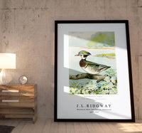 
              J L Ridgway - Woodduck Male (Aix Sponsa, Swainson) 1859-1947
            