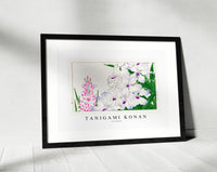 
              Tanigami Konan - Ixia flower
            