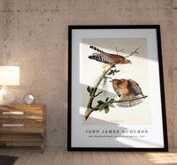 
              John James Audubon - Red-shouldered Hawk from Birds of America (1827)
            