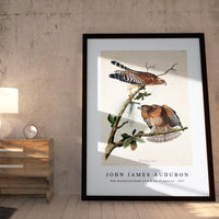 John James Audubon - Red-shouldered Hawk from Birds of America (1827)