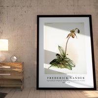 Frederick Sander - Cypripedium selligerum majus from Reichenbachia Orchids-1847-1920
