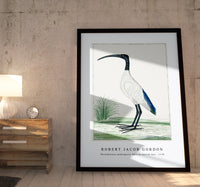 
              Robert Jacob Gordon - Threskiornis aethiopicus African sacred ibis (1778)
            
