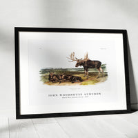 John Woodhouse Audubon - Moose Deer (Servus alces) from the viviparous quadrupeds of North America (1845)