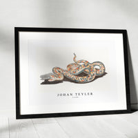 Johan Teyler - A snake