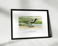 
              J L Ridgway - The Black–Bellied Plover (Squatarola Squatarola) 1859-1947
            