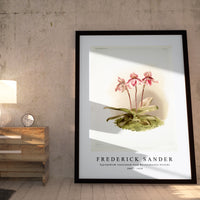 Frederick Sander - Cypripedium tautzianum from Reichenbachia Orchids-1847-1920