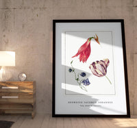 
              Georgius Jacobus Johannes - Tulp, akelei en amaryllis
            