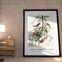 John James Audubon - Orchard Oriole from Birds of America (1827)