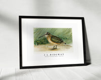 
              J L Ridgway - Woodcock (Philohela Minor) 1859-1947
            
