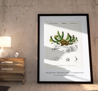 
              Charles Dessalines D'Orbigny - Carrion-flower (Stapelia variegata)
            