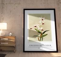 
              Frederick Sander - Cattleya intermedia punctatissima from Reichenbachia Orchids-1847-1920
            