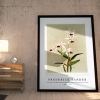 Frederick Sander - Cattleya intermedia punctatissima from Reichenbachia Orchids-1847-1920