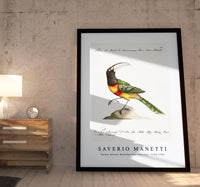 
              Saverio Manetti - Tucana Aracari Brasilensibus (Toucan) 1723-1785
            