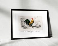 
              Charles Dessalines D'Orbigny - Cock illustrated
            