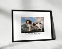 
              George Stubbs - Brown and White Norfolk or Water Spaniel 1778
            